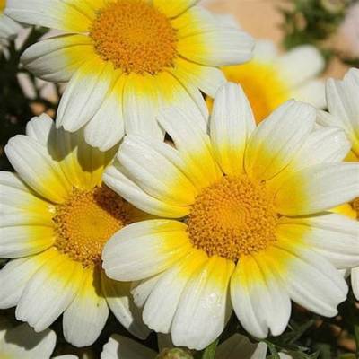 Garland Daisy